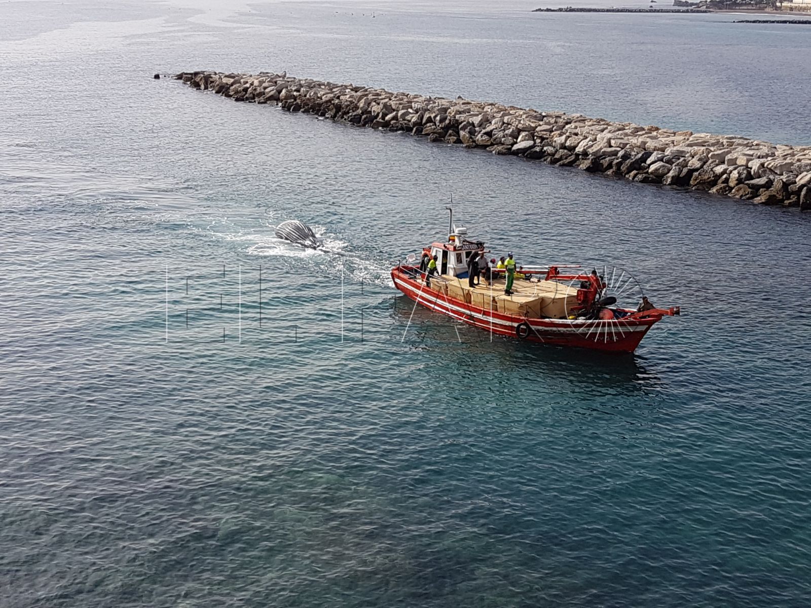 Encontrada una ballena muerta en la Bahía Sur