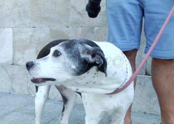 petardos-mascotas-inaccion