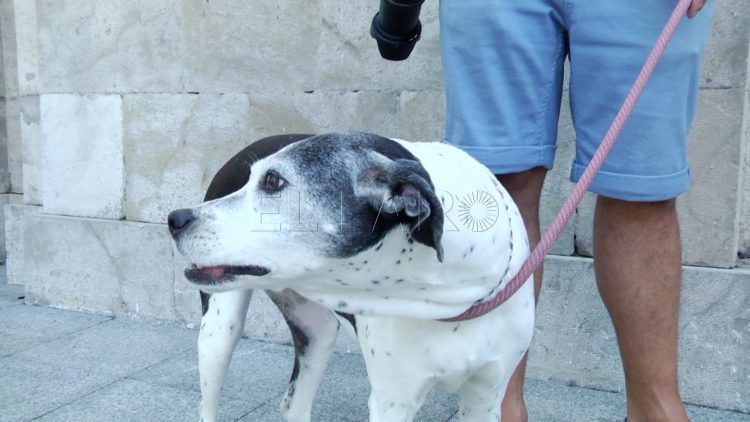 petardos-mascotas-inaccion