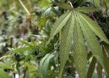 marihuana archivo efe