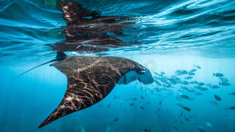 20190612-greepeace-mares-oceanos