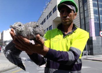 lucha-pavana-máquina-salvar-cría-1