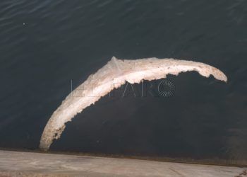 cola-ballena-alfau-1