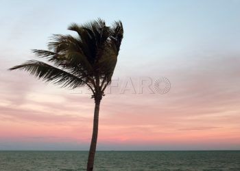 palmera-viento-atardecer