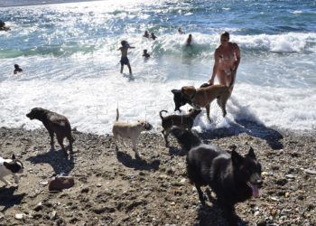 playa-perros-2