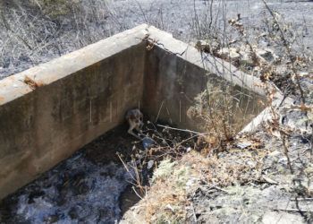 alberca-perro-incendio