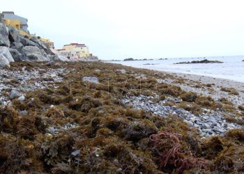 algas-playas-benzu-6