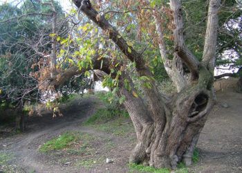arbol-monte-medio-ambiente