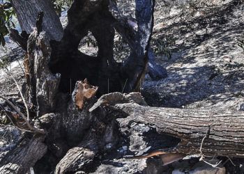 arbol-quemado-incendio