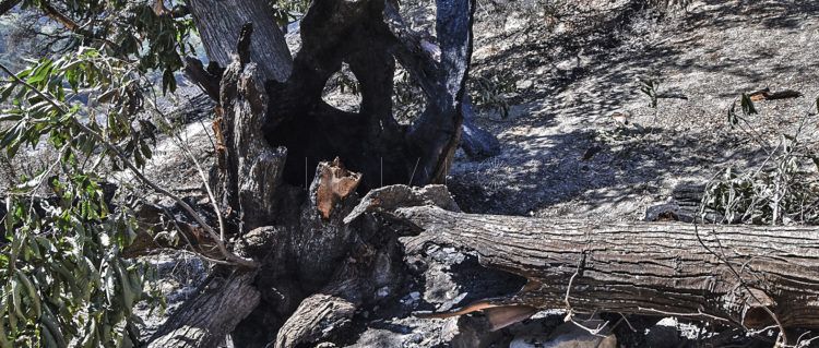 arbol-quemado-incendio