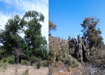 castanos-centenarios-antes-despues-incendio