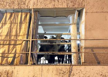 ganado-barco-oloroso