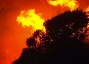 incendio-fuego-arboles