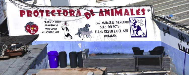 protectora-animales