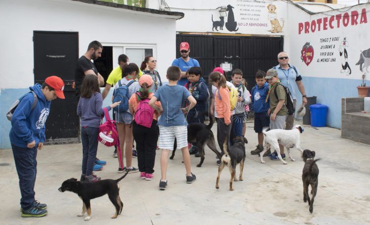 protectora-animales