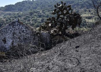 regeneracion-incendio-forestal-1