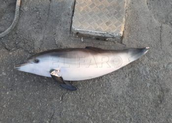 Delfin-pequeno-muerto