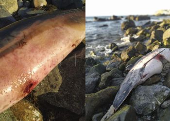 montaje-dos-delfines-benzu