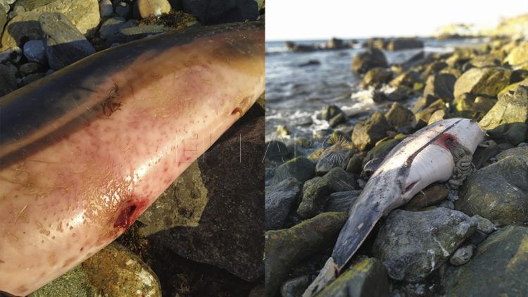 montaje-dos-delfines-benzu