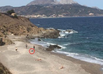 delfin-horas-despues-playa-4