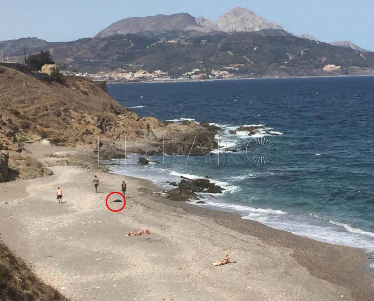 delfin-horas-despues-playa-4