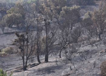 Alto daño ecologico incendio calamocarro