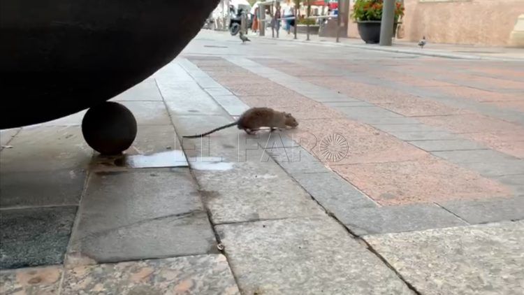 ratas-compras-centro