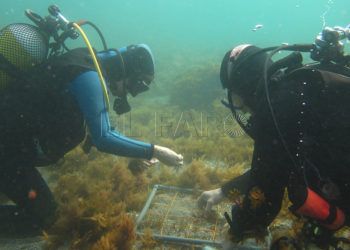 alga-invasora-universidad-sevilla-1