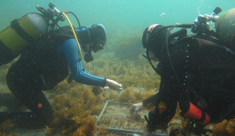 alga-invasora-universidad-sevilla-1