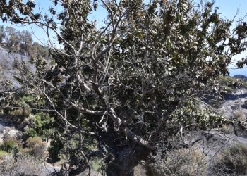 castanos-calamocarro