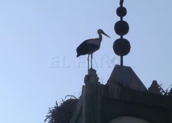 ciguenas-sidi-embarek-9