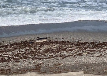 cria-delfin-calamocarro