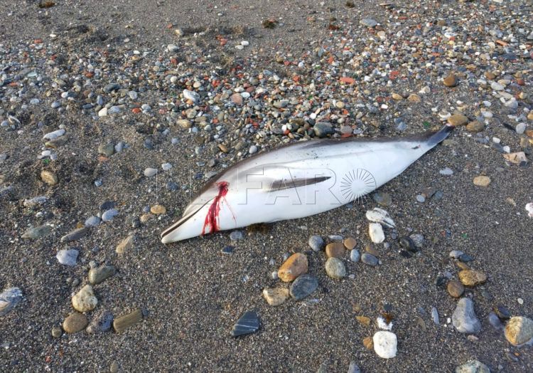 delfin-muerto-agosto-1