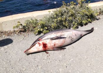 delfines-calamocarro-18
