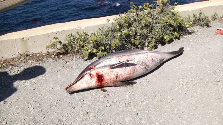 delfines-calamocarro-18