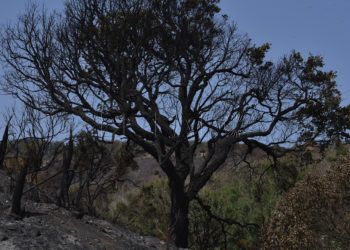 incendio-calamocarro