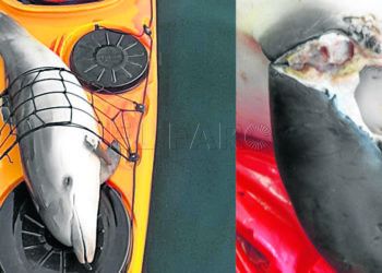 muerte-delfines-esclarecer-1