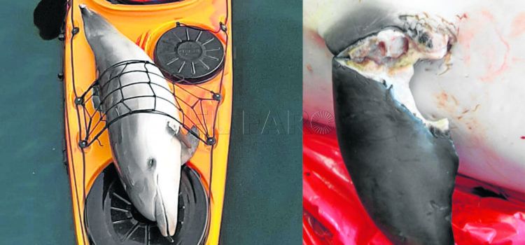 muerte-delfines-esclarecer-1