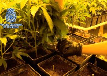 operacion-green-cnp-6