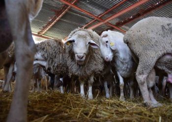 pascua-cordero-compra-animales-03