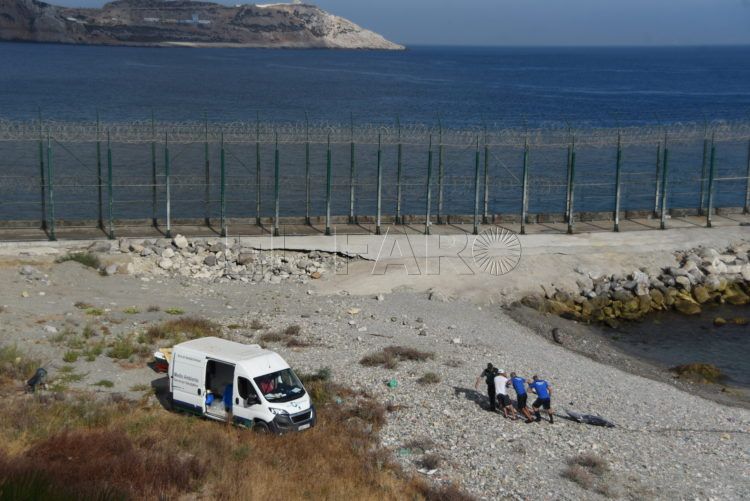 recuperados-cuerpos-delfines-6