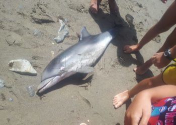segundo delfin hallado muerto