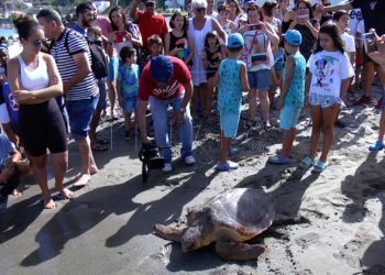 suelta-tortuga-cecam-39