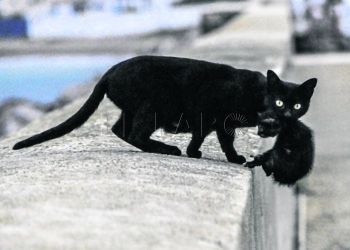 supèrsticiones-supercherias