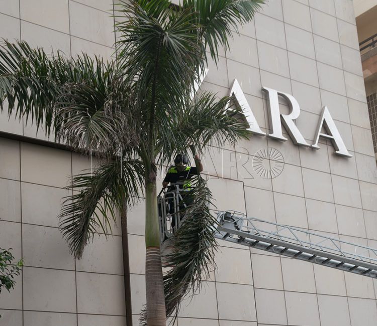 bomberos-ramas-palmera-revellin-1