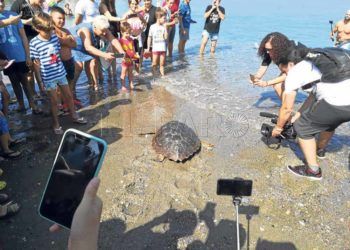 cecam-decima-tortuga-temporada-1