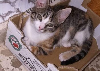 comunidad-gatuna-elif