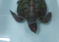 tortuga-rescatada-1