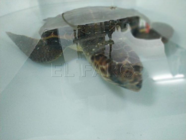 tortuga-rescatada-10