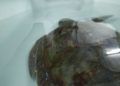 tortuga-rescatada-12